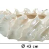 Cache-pot Coquillage Finition Perles Brillante