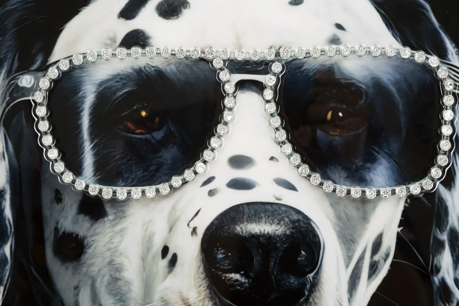 Tableau mural Chien Dalmatien encadré Bois massif et Métal argenté